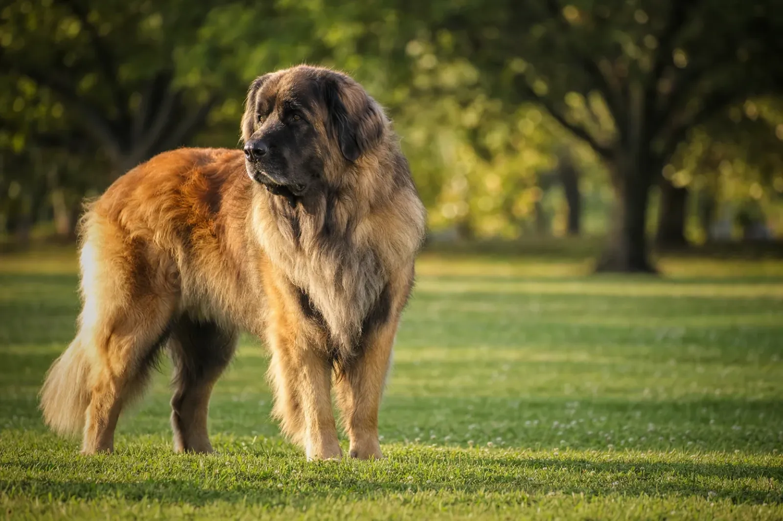 Leonberg adulte à la robe fauve et au masque noir, debout dans un parc en fin d'après-midi